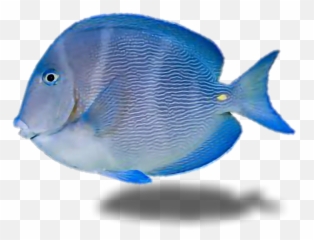 fish tropicalfish water ocean underthesea blue pets u0026 - Coral Reef Fish Emoji