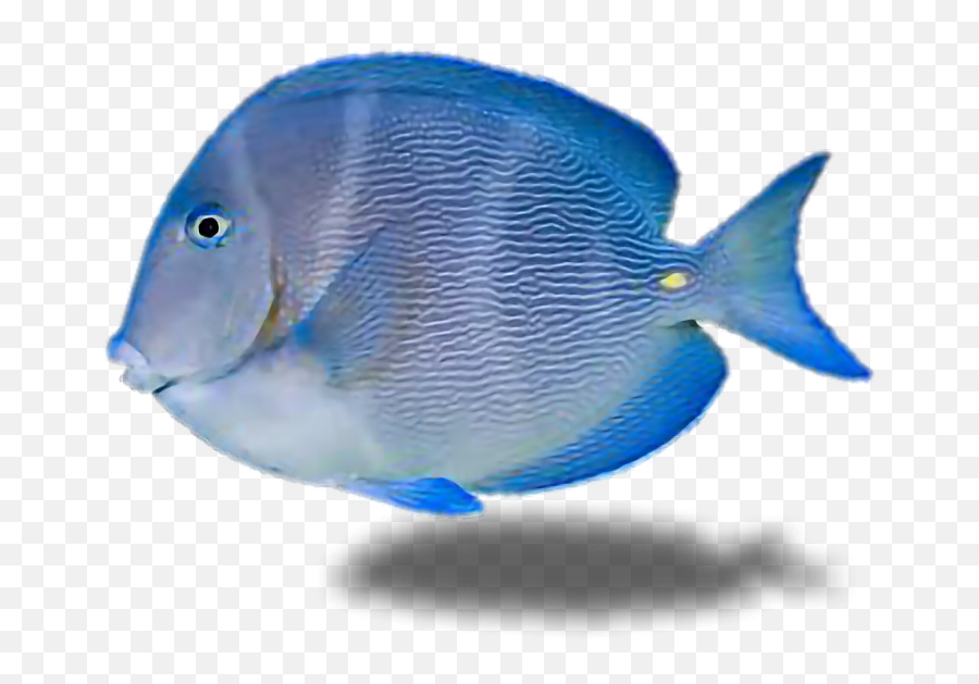 Fish Tropicalfish Water Ocean Underthesea Blue Pets U0026 - Coral Reef Fish Emoji,Tropical Fish Emoji