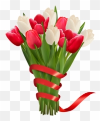 White And Red Tulips With Ribbon Png Clipart Image - Tulips And Roses Clipart Emoji,Tulip Emoji