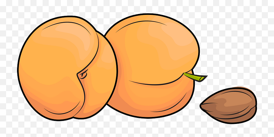 Apricots And An Apricot Kernel Clipart - Apricot Clipart Emoji,Apricot Emoji