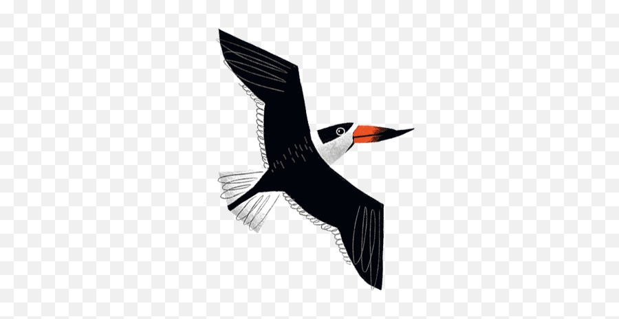 Texas Birds Sticker Pack By Texas Parks U0026 Wildlife - Seabird Emoji,Cardinal Bird Emoji