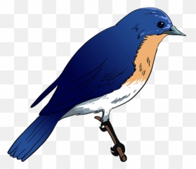 How To Draw An Eastern Bluebird - Easy Blue Bird Drawing Emoji,Seagull Emoji