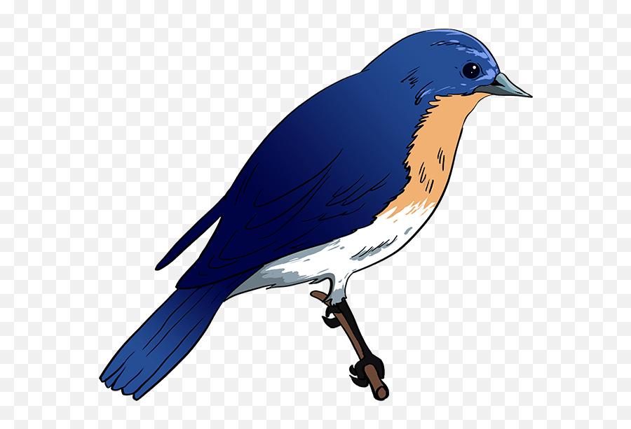 How To Draw An Eastern Bluebird - Easy Blue Bird Drawing Emoji,Seagull Emoji