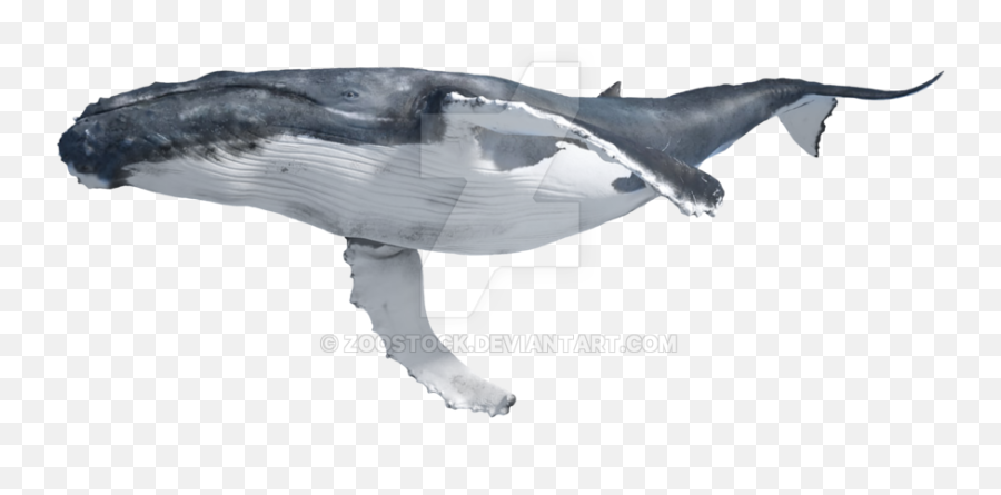 Transparent Whale Background Picture - Blue Whale Transparent Background Emoji,Spouting Whale Emoji