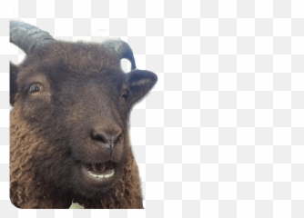 Animal Photobombs - Free Classic Horse Llama by Moments Feral Goat Emoji