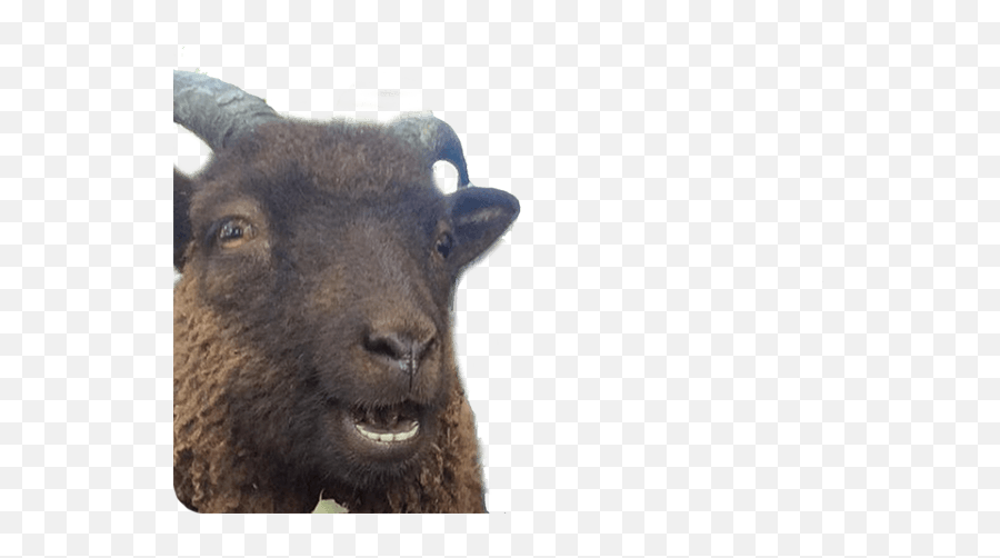 Animal Photobombs - Free Classic Horse Llama By Moments Feral Goat Emoji,Llama Emoji Iphone