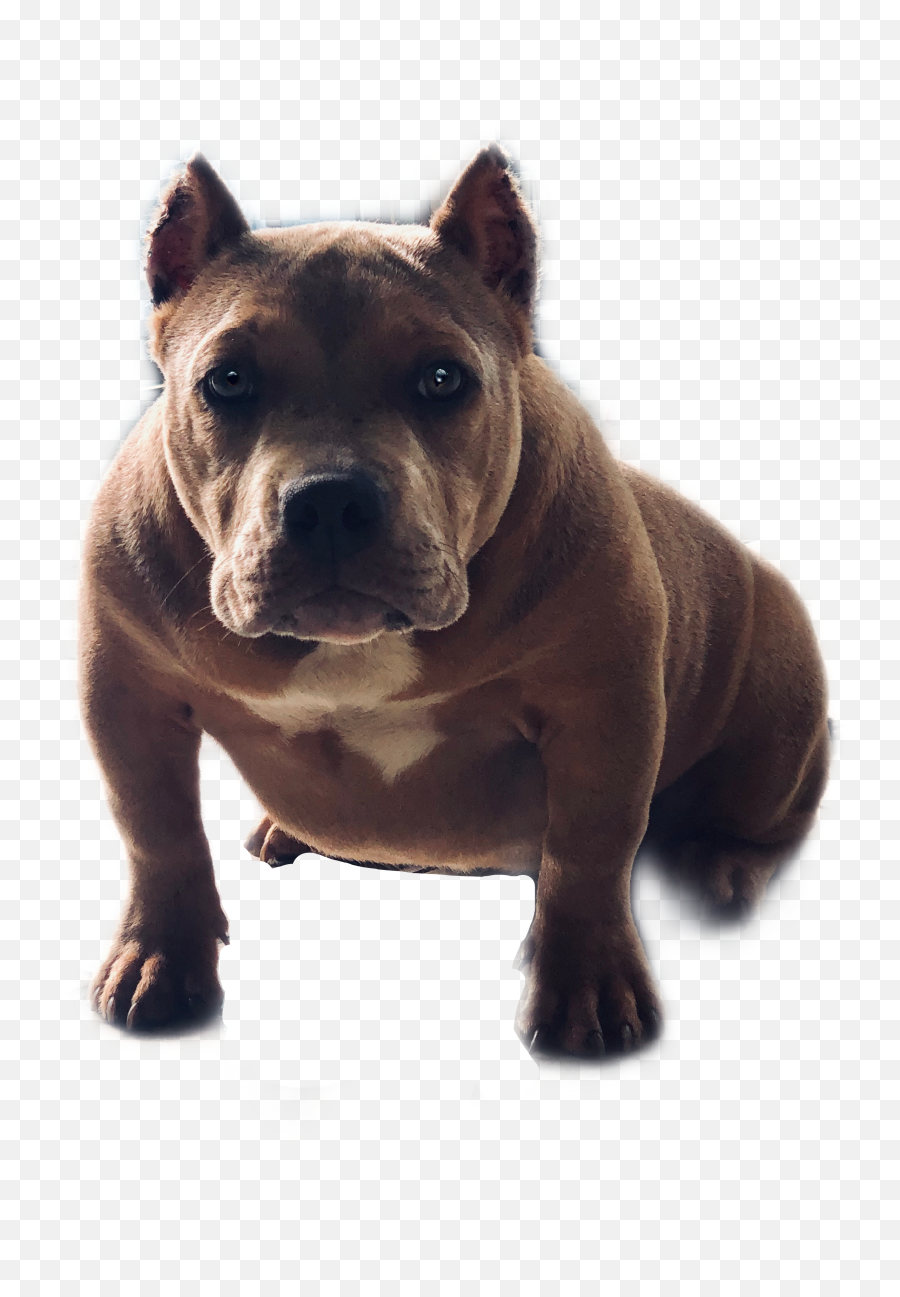 Bully American Bully Pitbull Bully - Companion Dog Emoji,Pitbull Emoji