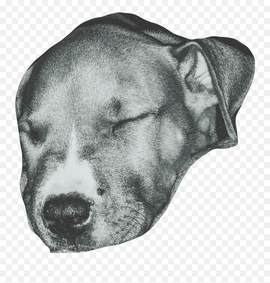 The Newest Duce Stickers On Picsart - American Pit Bull Terrier Emoji,Duces Emoji