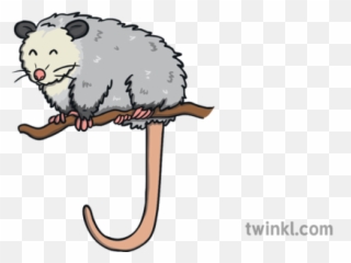 Possum - Cartoon Emoji,Possum Emoji