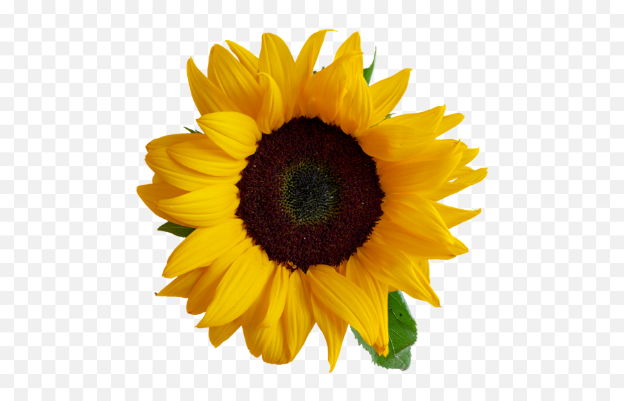 Sunflower Transparent Png Image - Real Sunflower Transparent Background Emoji,Sunflower Emoji