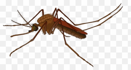 How An Emoji Could Be Used To Battle Mosquito - Mosquito Png,Major.key Emoji