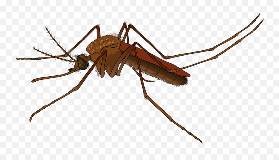 How An Emoji Could Be Used To Battle Mosquito - Mosquito Png,Major.key Emoji