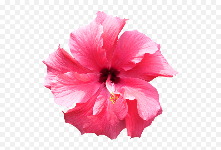 Hibiscus Pink T - Fiore Di Ciliegio Png Emoji,Hibiscus Emoji
