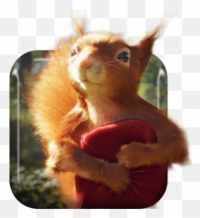 Summer Squirrel Live Wallpaper 10 Download Android APK - Eurasian Red Emoji