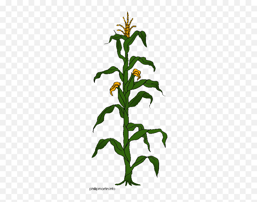 Maize Corn Clipart Free Clip Art - Clipart Corn Plant Emoji,Emoji Corn