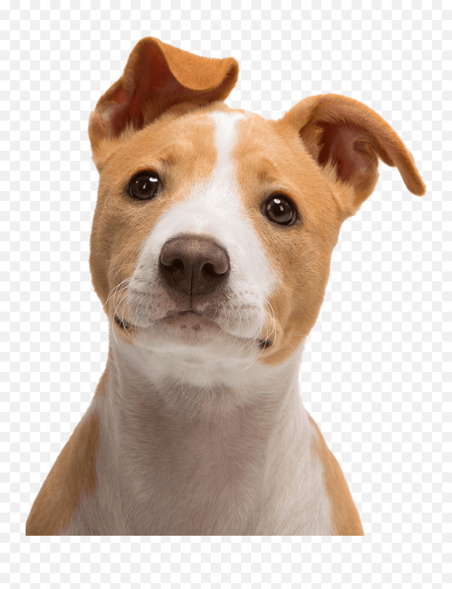 Jack Russell Terrier Bull Terrier Puppy - Cute Dog Png Transparent Dog Head Png Emoji,Doge Emoji