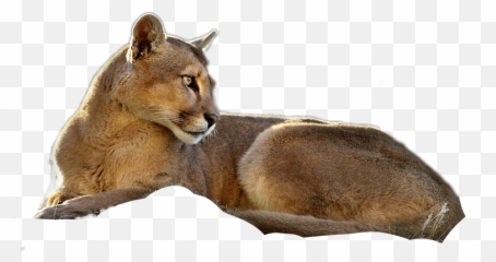 Cougar Puma Mountainlion - Cougar Emoji,Cougar Emoji