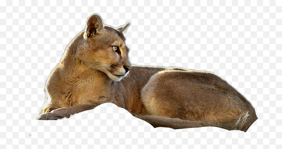 Cougar Puma Mountainlion - Cougar Emoji,Cougar Emoji