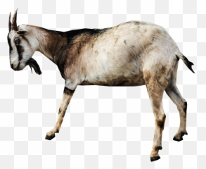 Clipart Goat Transparent Background - Transparent Background Goat Png Emoji,Goat Emoji Png