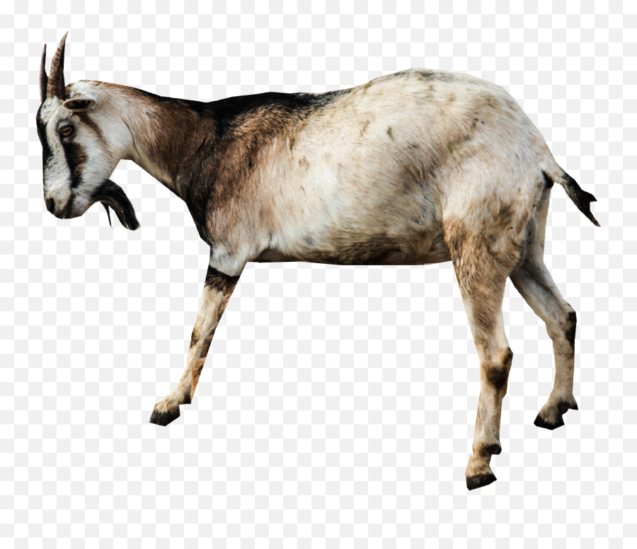 Clipart Goat Transparent Background - Transparent Background Goat Png Emoji,Goat Emoji Png