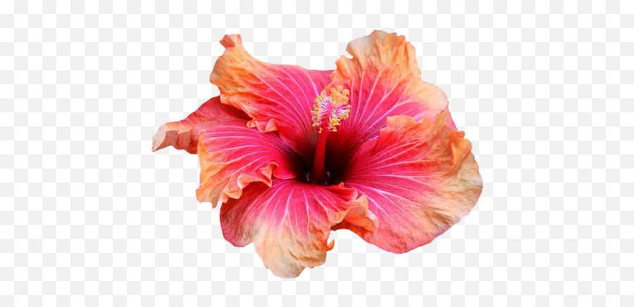 Collection Of Free Hibiscus Transparent Tropical Floral - Tropical Flower Transparent Background Emoji,Hibiscus Emoji