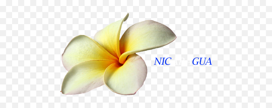 Free Nicaragua Nature Images - Flor De Sacuanjoche De Nicaragua Emoji,Turtle Skull Emoji Pop