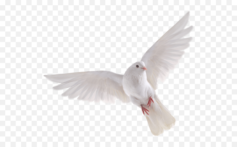 Pigeon Pigeons Whitepigeon Flying Birds - Transparent Background Doves Png Emoji,Pigeon Emoji