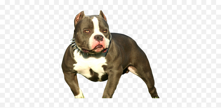 Pin - American Bully Dog Png Emoji,Pitbull Emoji