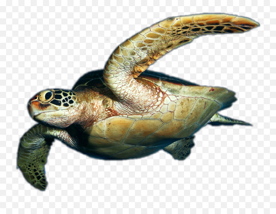 Sea Turtle Ocean Jhyuri Emoji,Sea Turtle Emoji