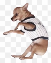 Chihuahua Stickers For Whatsapp - Companion Dog Emoji,Chihuahua Emoji