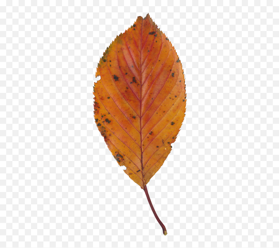 Autumnal Leaves Cherry Blossoms - Portable Network Graphics Emoji,Fallen Leaf Emoji