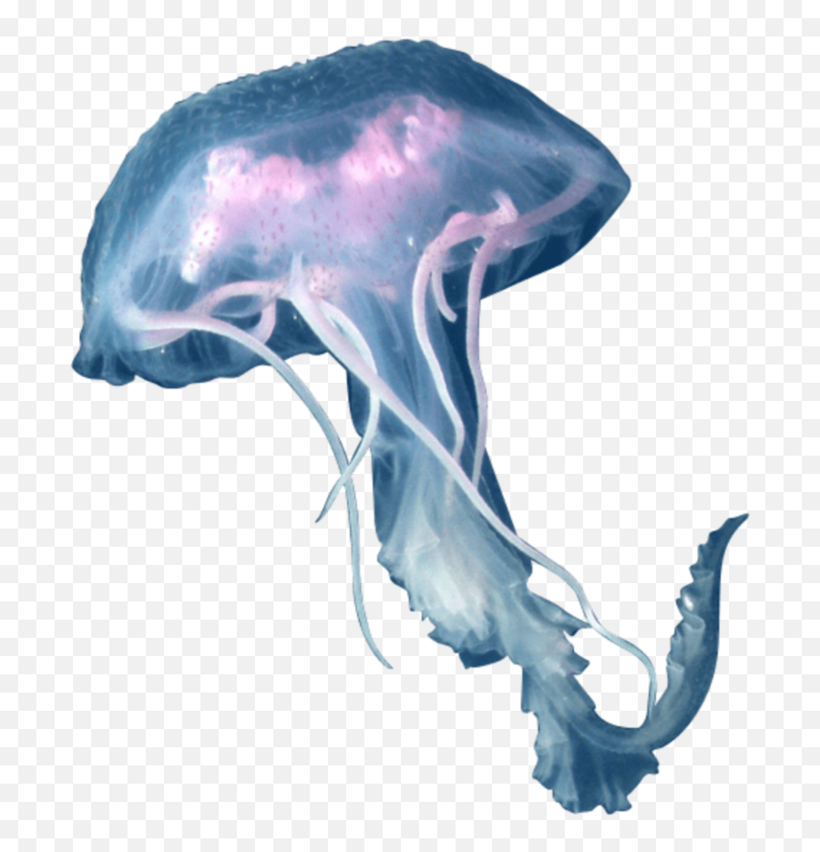 Aguaviva Jellyfish - Mane Jellyfish Png Emoji,Jellyfish Emoji