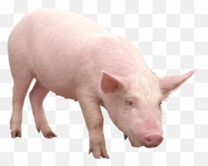 Pig Png And Vectors For Free Download - Emoji