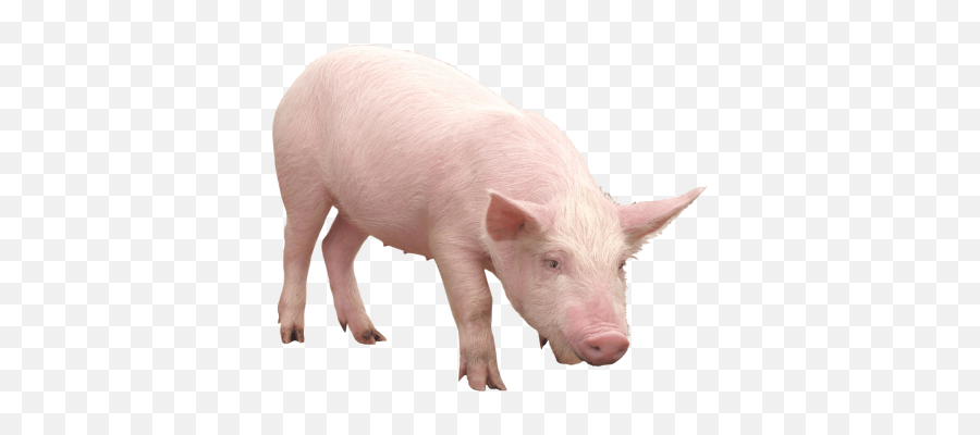 Pig Png And Vectors For Free Download - Pig Png Emoji,Wild Boar Emoji