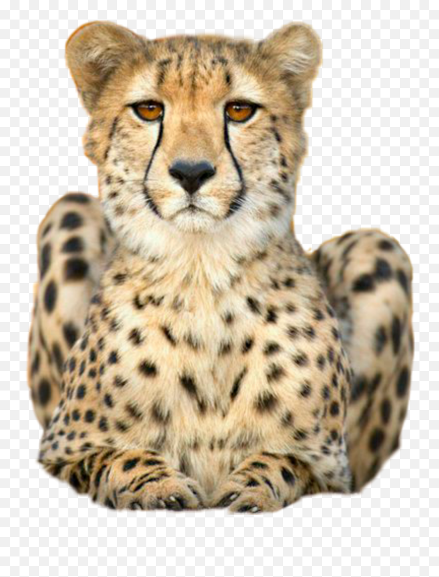 Relax Cheetah - Teardrop Of Cheetah Emoji,Cheetah Emoji