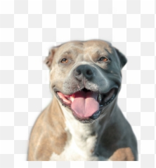 Edit - Collar Emoji