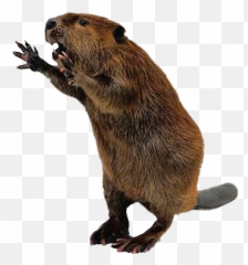Popular And Trending Beaver Stickers - Beaver Png Emoji,Beaver Emoji