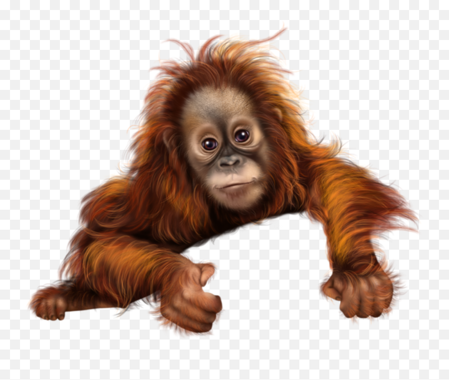 And Trending Orangutan Stickers - Orangutan Clipart Png Emoji,Orangutan Emoji