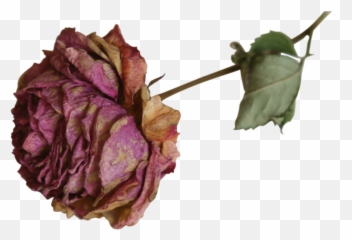 Dead Flower Png Dead Flower Png Transparent Free For - Dried Red Rose Png Emoji,Dead Flower Emoji