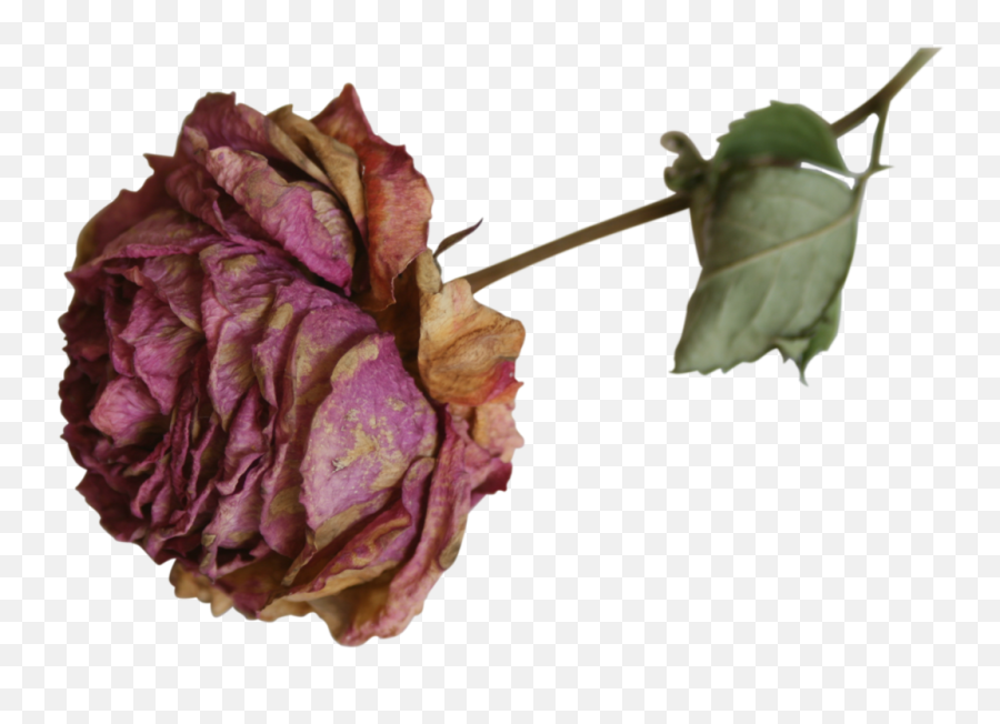 Dead Flower Png Dead Flower Png Transparent Free For - Dried Red Rose Png Emoji,Dead Flower Emoji
