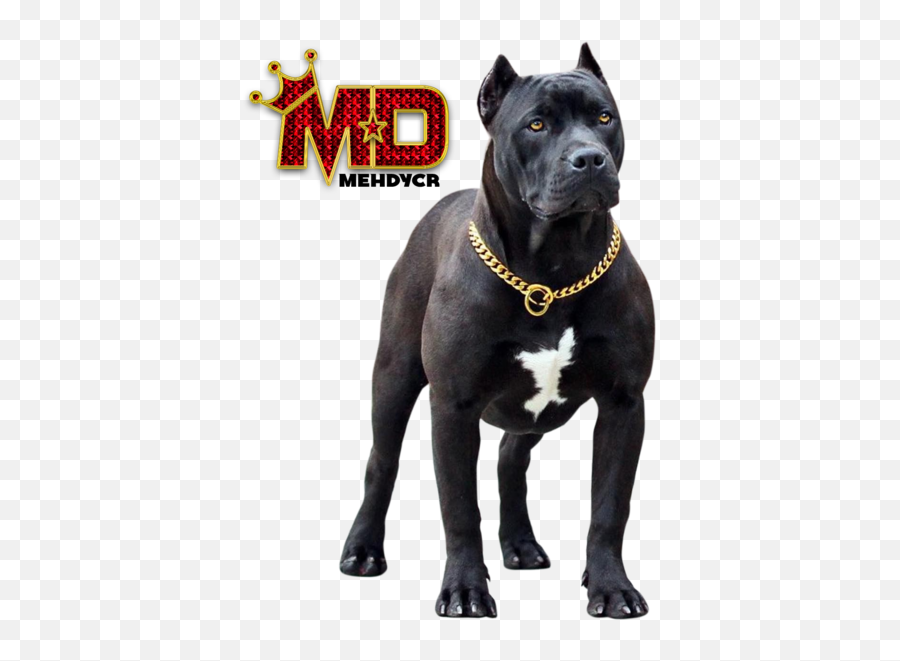 Transparent Pitbull Dogs Png - Black Pitbull Dog Png Emoji,Pitbull Emoji