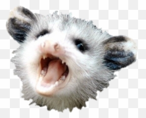Opposum - Possum Wearing Hat Emoji,Possum Emoji