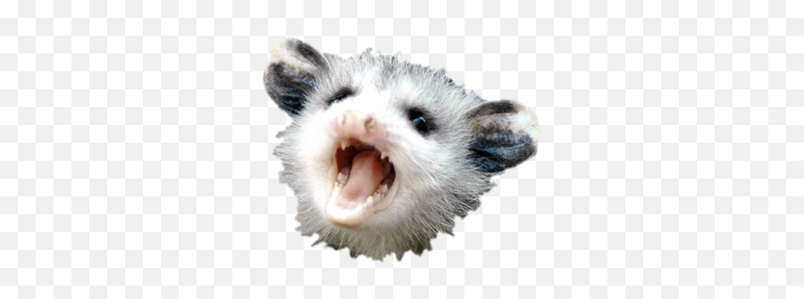 Opposum - Possum Wearing Hat Emoji,Possum Emoji