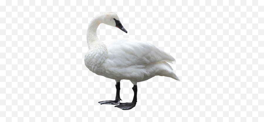 Dark Swan Png Transparent - 989 Transparentpng Swan Png Emoji,Swan Emoji