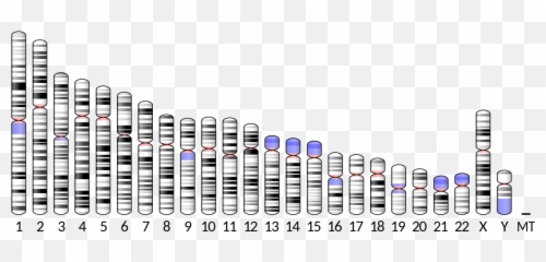 Ideogram Human Chromosome - Ideogram Human Chromosome Emoji,Mega Emoji