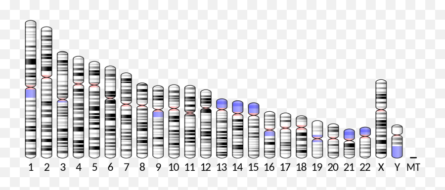 Ideogram Human Chromosome - Ideogram Human Chromosome Emoji,Mega Emoji