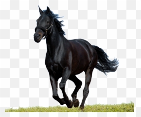 Horse Png - Black Images Emoji