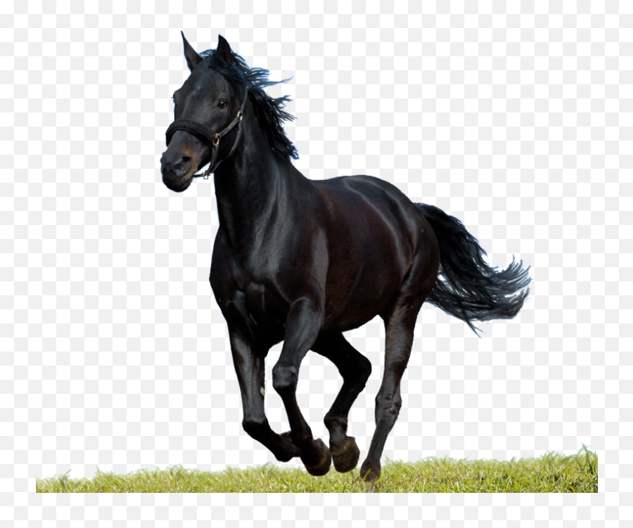 Horse Png - Black Horse Images Png Emoji,Horse Arm Emoji