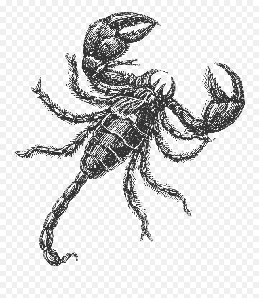 Simple And Nice 3 Smiley Face By Iulzi On Clipart Library - Drawing Of Insects Scorpio Emoji,Scorpion Emoji
