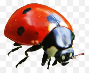 Ladybug Ladybird Freetoedit Emoji,Ladybug Emoji